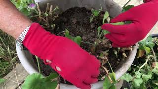 Bringing Your Plants Inside for the Winter Part II  Geraniums [upl. by Chaunce]