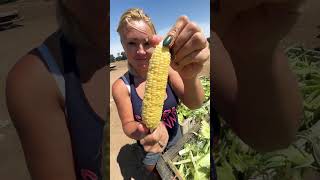 Picking organic vegetables for pickling and salads pickling vegetables farming organic blessed [upl. by Marshall]