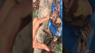 prawn  goby fish CHEMPALLI FISHING light fishing vlogs shortvideo [upl. by Adnawak]