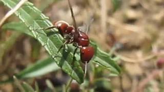 Polyergus rufescens  лёт [upl. by Hillinck444]