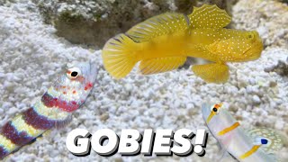 Picking A New Goby For My Pistol Shrimp  Nano Reef Tank Update Yellow Watchmen Goby Red Line Goby [upl. by Aserat]