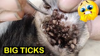 Removing 10000 Big Ticks From Dogs Ear Dog Ticks Removing [upl. by Panta72]