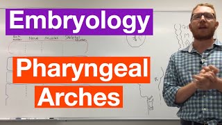 Pharyngeal arches  Embryology [upl. by Sallyann]