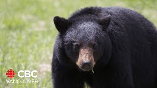 Abbotsford BC man fined over 8K for trafficking bear parts [upl. by Aynuat974]