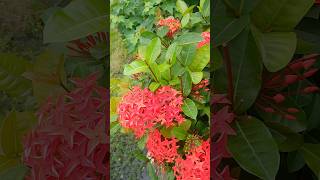 রঙ্গন ফুলের চারা তৈরির সঠিক নিয়ম  Ixora Plant From Cuttings  Ixora का पौधा shorts garden viral [upl. by Rogerg]