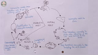 How To Draw Life Cycle of Plasmodium  Malaria Parasite Life Cycle [upl. by Fachan]