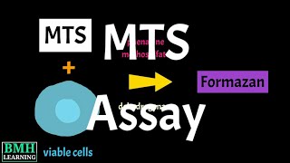 mts Assay  Cell Proliferation Assay  MTS Cell Viability Asaay [upl. by Addam]