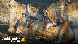 How Wolves Use Complex Body Language to Communicate 🐺 Carpathian Predators  Smithsonian Channel [upl. by Fedak]