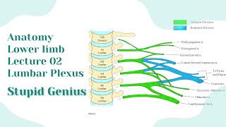 Lumbar Plexus Anatomy lower limb lecture 02  StupidGenius [upl. by Gridley637]