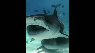 Tiger Sharks 24 Rows of RazorSharp Teeth🦈✨🦈🤿🌊shorts shortsfeed shortvideo viralvideo trending [upl. by Carson]