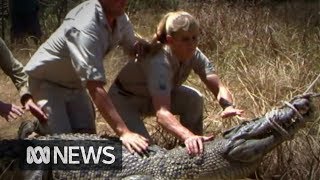 Irwin family furious at Queensland Govt for allowing crocodile eggs to be harvested  ABC News [upl. by Atipul905]