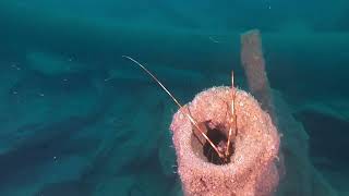 Rosehill wreck  Cornwall [upl. by Giliana]