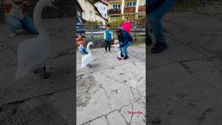 In Hallstatt hallstatt cuteness cutenessoverlod babyshorts familyvlog [upl. by Aitropal52]