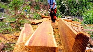 Finest Lumber making SkillsFreehand Chainsaw vs Acacia Mangium [upl. by Bjorn]