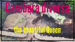 Carebara diversa 1  Unboxing new Colony [upl. by Bumgardner]