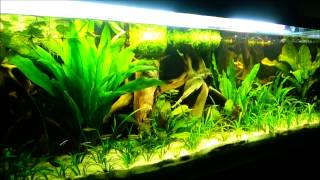 Amazonas Aquarium [upl. by End]