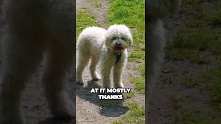 Lagotto Romagnolo  Best Truffle Hunter [upl. by Bard]