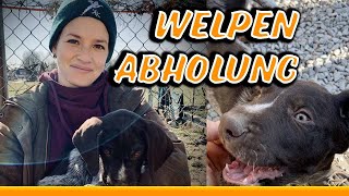 DRAHTHAARVLOG 1  Wir holen Bellas Welpen ab [upl. by Nerw]