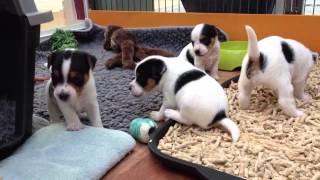 Jack Russell Terrier Welpen  Redcaps [upl. by Zephan]