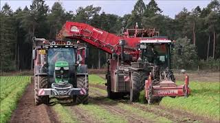 dewulf Ra 3060 mit Case 185 JohnDeere 6155R 6175R beim Möhren roden [upl. by Elawalo]