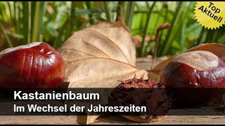 Kastanienbaum  Im Wechsel der Jahreszeiten  Trailer MedienLB [upl. by O'Donnell]