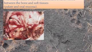 Laboratory on Bone Augmentation Techniques Dr Loic Legendre [upl. by Esille]