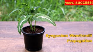 Syngonium Wendlandii or Arrowhead Plant Propagation From Cuttings With Update [upl. by Anreval521]