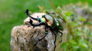 Phalacrognathus muelleri  Stag Beetle  HirschkÃ¤fer [upl. by Dearborn]