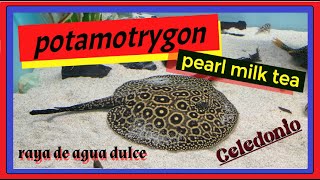 potamotrygon pearl milk tea raya aguadulce treding [upl. by Kilk600]