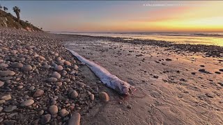 What we know about the elusive doomsday fish that washed ashore in California [upl. by Yral40]