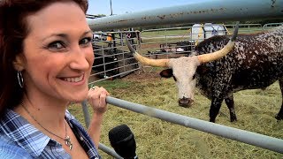 Texas Stampede Longhorn Cattle Drive [upl. by Jem118]