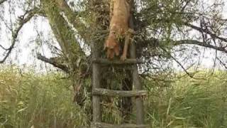 Tordaszigeti Vizslakennel  A hunting dog dimbs a tree [upl. by Nyvets975]