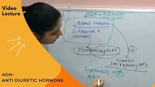 Anti Diuretic Hormone ADH  Posterior Pituitary I by Dr Nikita [upl. by Carry]