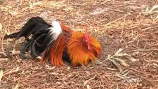 Phoenix Rooster taking a dirt bath [upl. by Melodee]