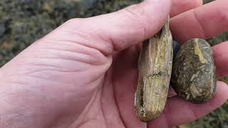 Fossil hunting at Helmsdale Scotland [upl. by Anirtac]