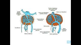 8  Embryologie de lappareil cardio vasculaire partie 8 [upl. by Auhsuj]