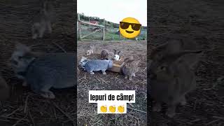 Iepuri de câmp 👏👏👏 goviral iepuri funny romania viral [upl. by Hujsak]