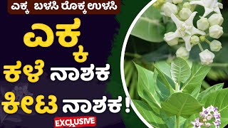 ಎಕ್ಕ ಗಿಡದ ಕಳೆಕೀಟ ನಾಶಕ ತಯಾರಿಸುವ ವಿಧಾನHow to make calotropins plant weed and insecticide ಎಕ್ಕ ಗಿಡ [upl. by Taimi]