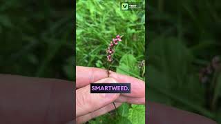 Pink Smartweed wildflowers flowers plants garden gardening nature beautiful dainty [upl. by Dobbins]