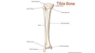 how to draw tibia bone [upl. by Eada244]