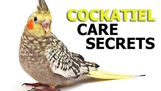 Cockatiel Care Secrets [upl. by Nesahc]