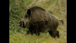 HE TALKS TO WILD BOARS  IL PARLE AUX SANGLIERS [upl. by Gregory]