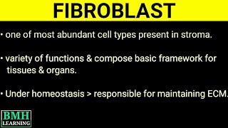 Fibroblasts  Fibroblasts Connective Tissue  Functions Of Fibroblasts [upl. by Cornia]