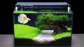 How To Grow Aquatic Plants in Aquarium Amazing Diy Aquascape For Betta Fish No Co2 Have Filter 119 [upl. by Yartnod]