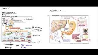 Liver Metabolic Disorders Hereditary Hemochromatosis Wilsons Disease Alpha 1 Antitrypsin [upl. by Ihana]