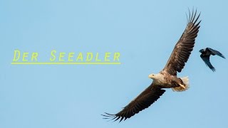 Der Seeadler [upl. by Aneema854]