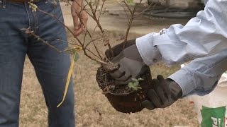 Planting Blueberries – Family Plot [upl. by Anasxor604]