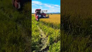 mini harvester video shorts kubota agriculture [upl. by Abbe]