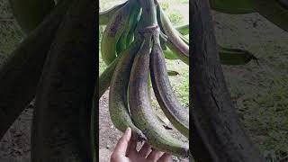 Grosir pisang tanduk Abangadek [upl. by Lamberto365]