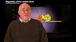 HHMI Educator Tips  Regulation of the Lactase Gene [upl. by Orit]